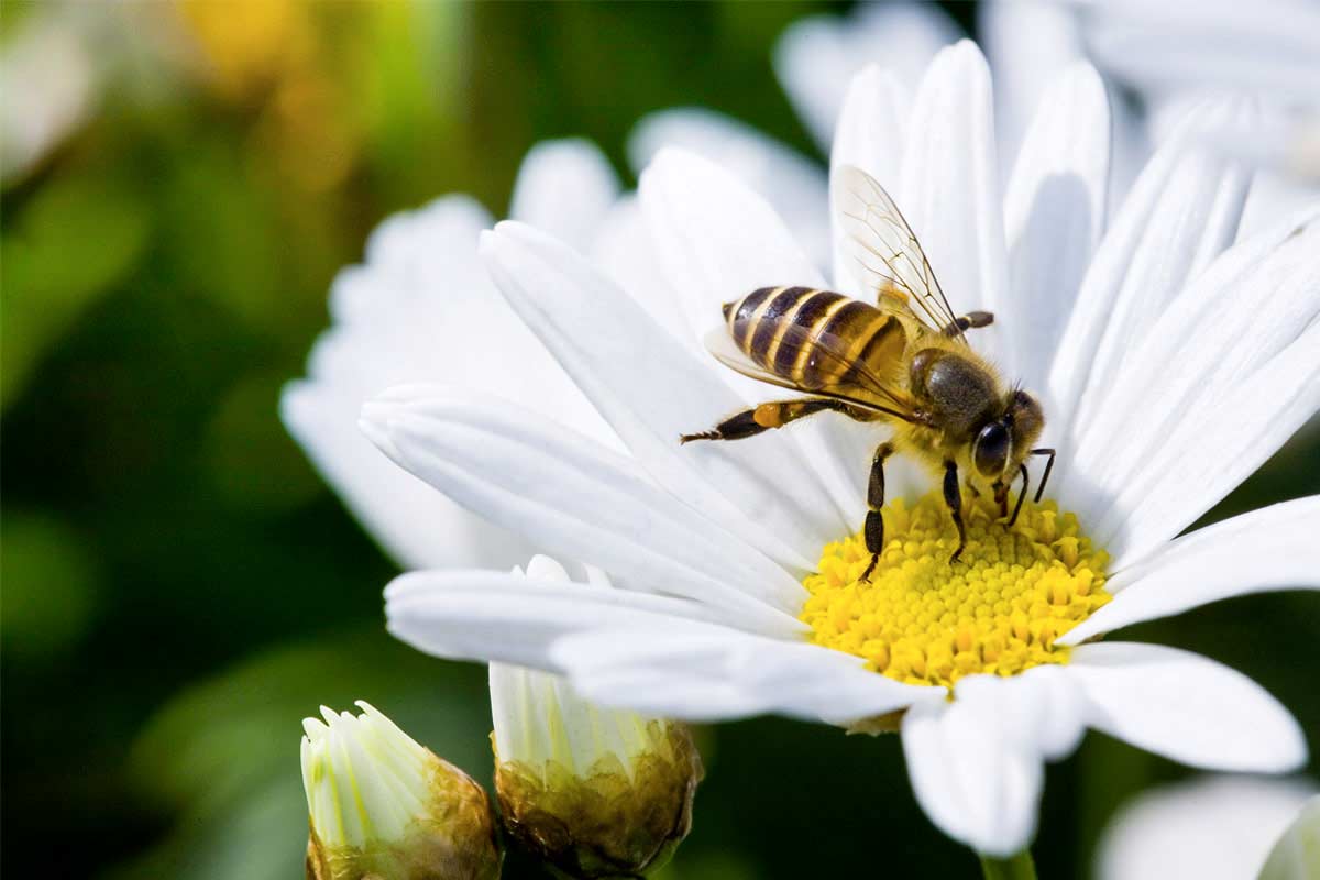 Les abeilles - WE ARE CLEAN - CLEAN PLANET Image