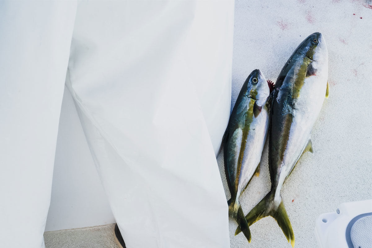 Poisson - WE ARE CLEAN - CLEAN EATING 画像