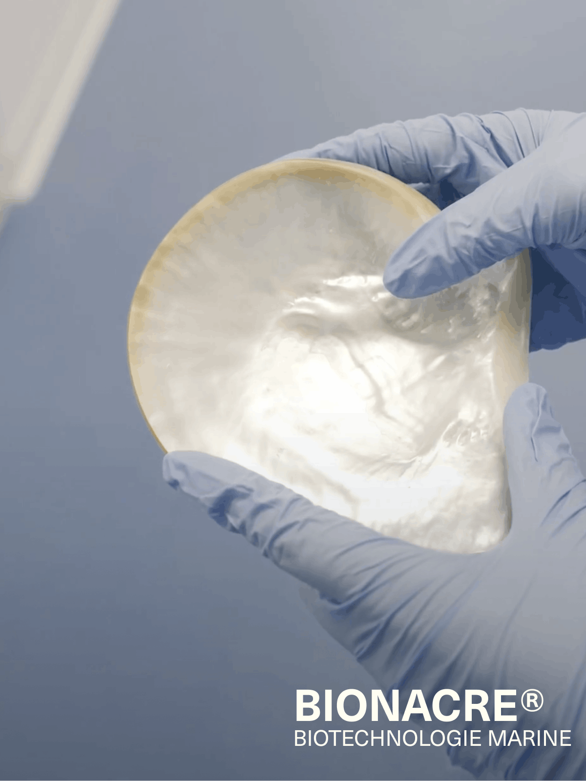 Coquille de nacre étudiée en laboratoire pour développer des actifs marins destinés à la réparation et au confort de la peau. Image